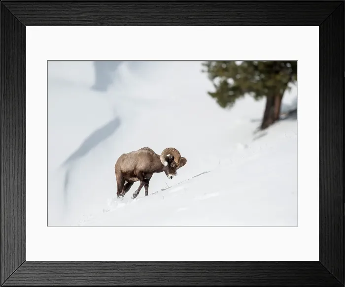 Framed Print : Male (ram) Rocky Mountain Bighorn Sheep (Ovis canadensis canadensis) searching for grazing beneath deep snow