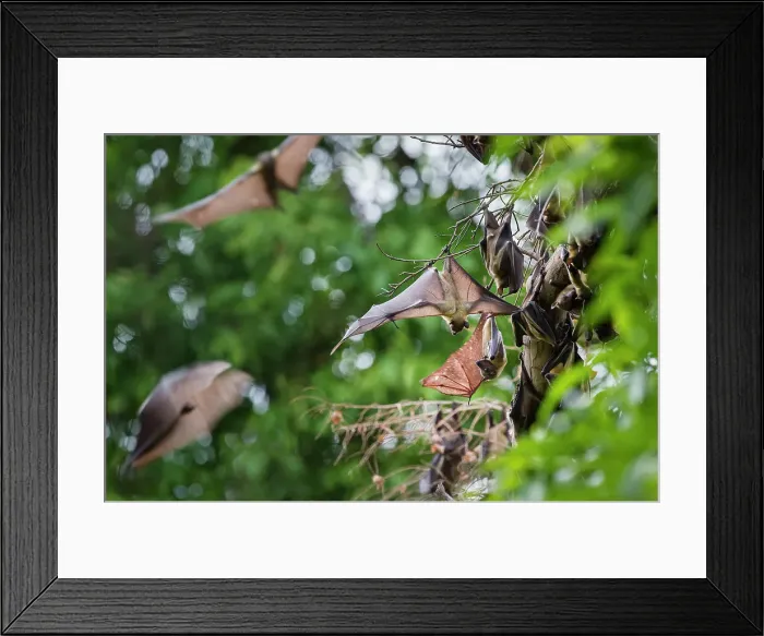 Framed Print : Straw-coloured Fruit Bats (Eidolon helvum) at their daytime roosts in Mushitu or ever-green swamp forest Framed Print : Straw-coloured Fruit Bats (Eidolon helvum) at their daytime roosts in Mushitu or ever-green swamp forest