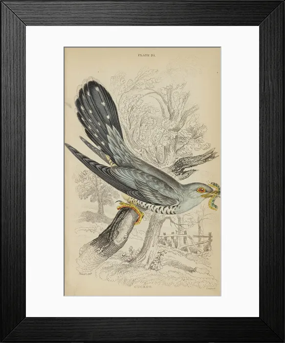 Framed Print : 1835 Antique Art Biology Bird Birds Classification
