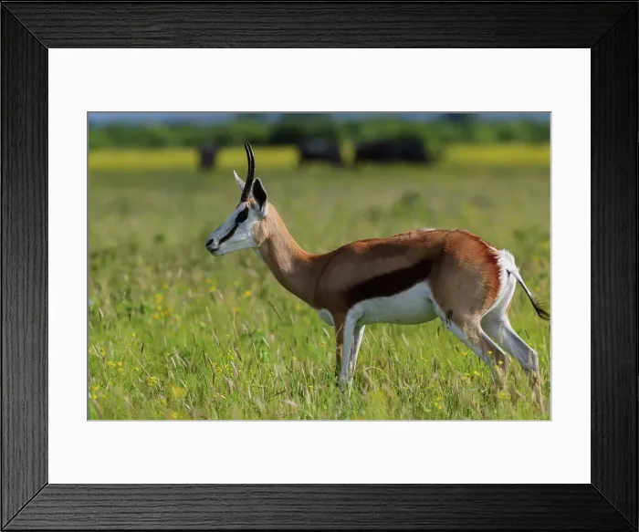 Framed Print : Springbok (Antidorcas marsupialis) Framed Print : Springbok (Antidorcas marsupialis)