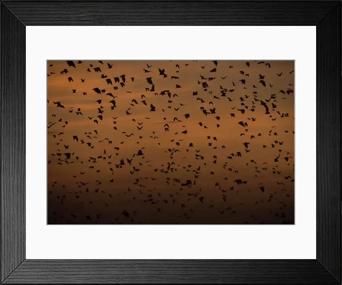 Framed Print : Straw-coloured Fruit Bats (Eidolon helvum) returning to their daytime roost at dawn Framed Print : Straw-coloured Fruit Bats (Eidolon helvum) returning to their daytime roost at dawn