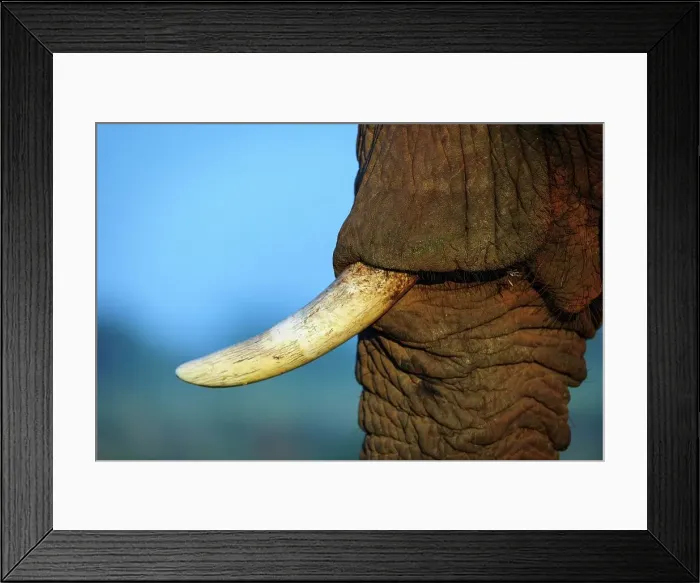 Framed Print : African bush elephant or African savanna elephant (Loxodonta africana) Framed Print : African bush elephant or African savanna elephant (Loxodonta africana)