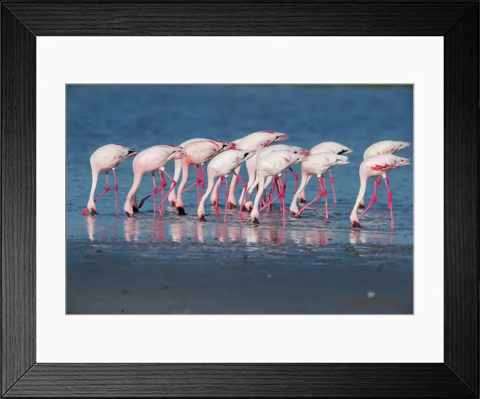 Framed Print : Greater Flamingos (Phoenicopterus roseus) feeding in shallow lake Framed Print : Greater Flamingos (Phoenicopterus roseus) feeding in shallow lake