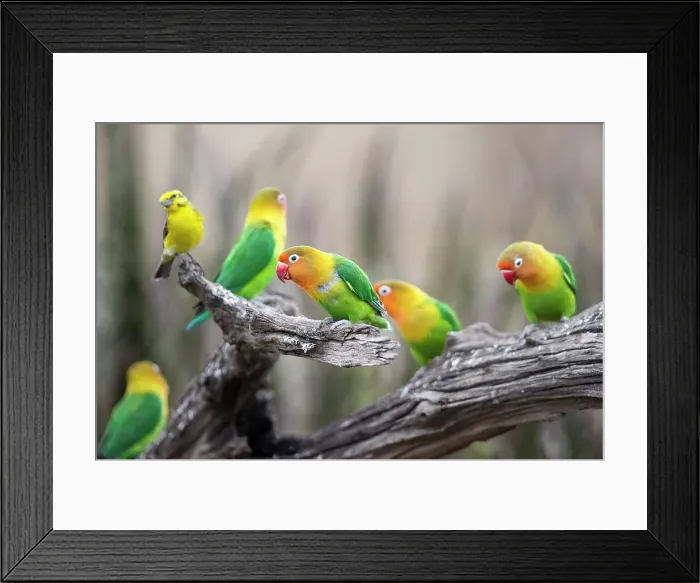Framed Print : Flock of Fischer's Lovebirds (Agapornis fischeri) Framed Print : Flock of Fischer's Lovebirds (Agapornis fischeri)