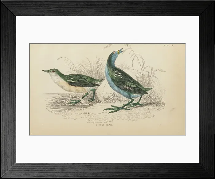 Framed Print : 1835 Antique Art Biology Bird Birds Classification