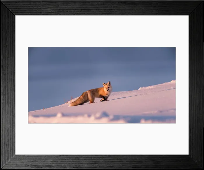 Framed Print : Red Fox (Vulpes vulpes) hunting in deep snow Framed Print : Red Fox (Vulpes vulpes) hunting in deep snow