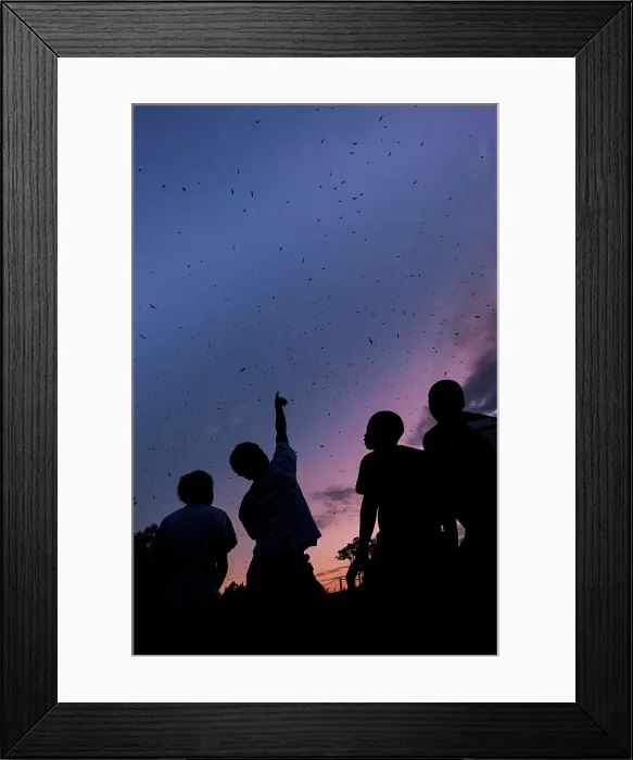 Framed Print : Local school children watching the mass aggregations of Straw-coloured Fruit Bat (Eidolon helvum) Framed Print : Local school children watching the mass aggregations of Straw-coloured Fruit Bat (Eidolon helvum)