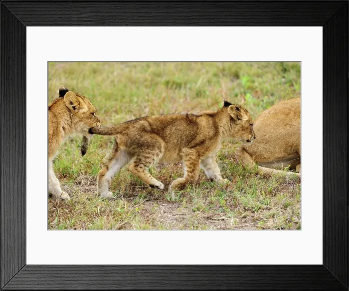 Framed Print : Lion (Panthera leo) cubs playing