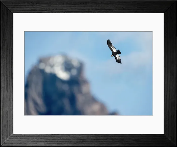 Framed Print : Andean Condor (Vultur gryphus) Framed Print : Andean Condor (Vultur gryphus)