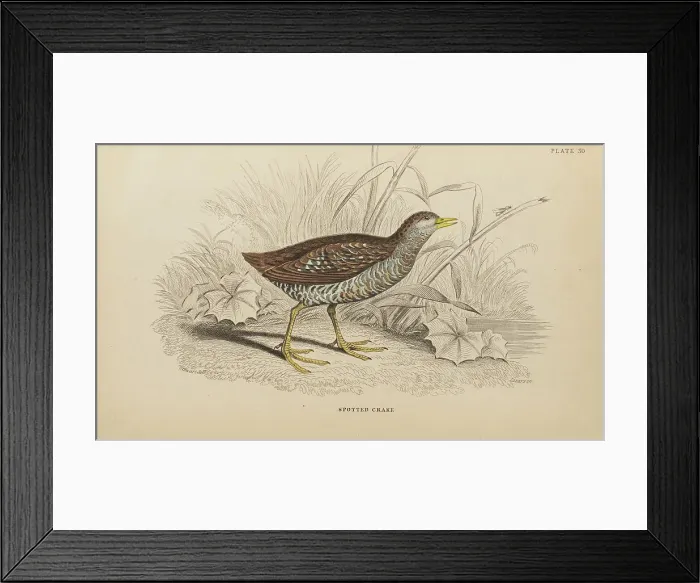Framed Print : 1835 Antique Art Biology Bird Birds Classification