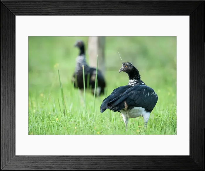Framed Print : Male and female Horned Screamers (Anhima cornuta) feeding in marsh / swamp grasslands Framed Print : Male and female Horned Screamers (Anhima cornuta) feeding in marsh / swamp grasslands