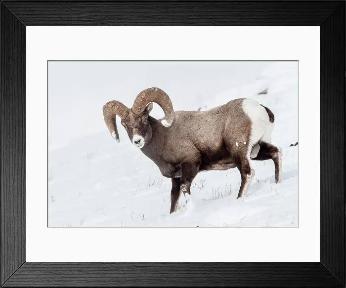 Framed Print : Male (ram) Rocky Mountain Bighorn Sheep (Ovis canadensis canadensis) in deep snow Framed Print : Male (ram) Rocky Mountain Bighorn Sheep (Ovis canadensis canadensis) in deep snow
