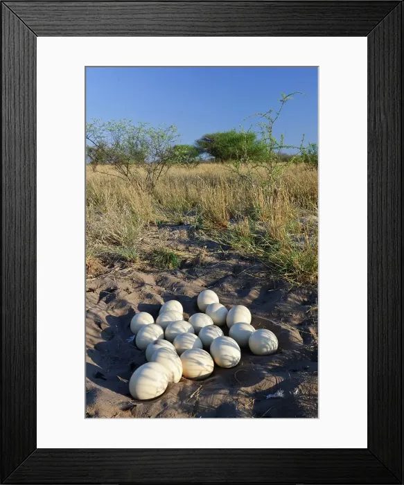 Framed Print : Ostrich (Struthio camelus) eggs in nest Framed Print : Ostrich (Struthio camelus) eggs in nest