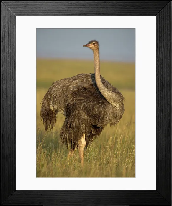 Framed Print : Female Ostrich or Common Ostrich (Struthio camelus) in tall grassland Framed Print : Female Ostrich or Common Ostrich (Struthio camelus) in tall grassland