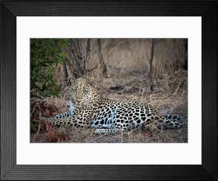 Framed Print : Leopard (Panthera pardus). Londolozi Game Reserve Framed Print : Leopard (Panthera pardus). Londolozi Game Reserve