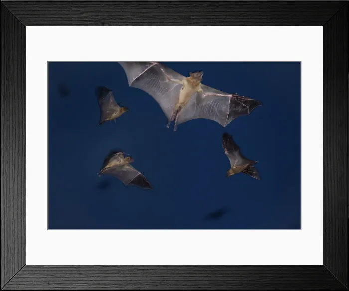 Framed Print : Straw-coloured Fruit Bats (Eidolon helvum) leaving thier roost site at dusk Framed Print : Straw-coloured Fruit Bats (Eidolon helvum) leaving thier roost site at dusk