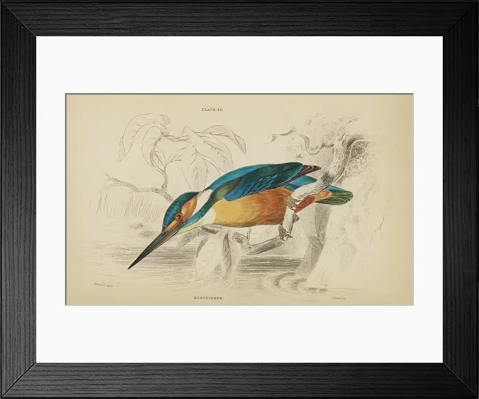 Framed Print : 1835 Antique Art Biology Bird Birds Classification Framed Print : 1835 Antique Art Biology Bird Birds Classification