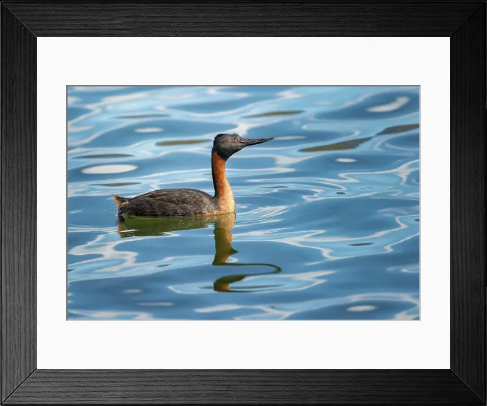 Framed Print : Male Southern Great Grebe (Podiceps major) on freshwater lake