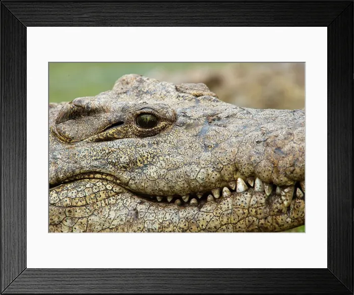 Framed Print : Nile Crocodile (Crocodylus niloticus)