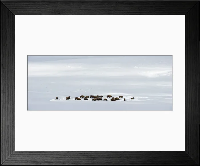 Framed Print : A herd of American Bison (Bison bison) in deep snow in the Hayden Valley Framed Print : A herd of American Bison (Bison bison) in deep snow in the Hayden Valley