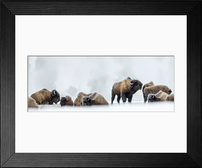 Framed Print : Herd of American Bison (Bison bison) covered in early morning frost