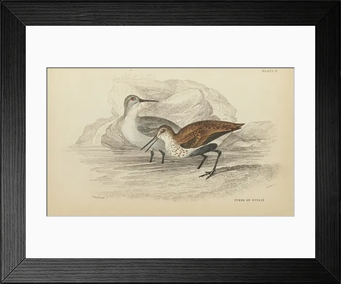 Framed Print : 1835 Antique Art Biology Bird Birds Classification Framed Print : 1835 Antique Art Biology Bird Birds Classification