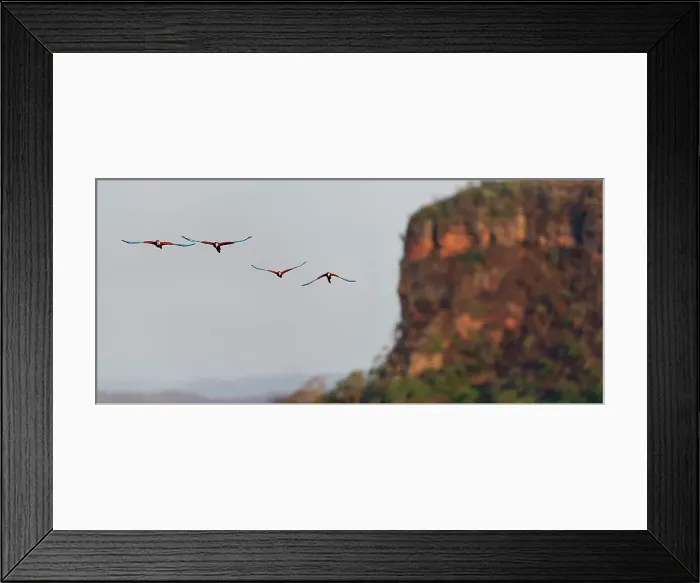 Framed Print : Two Pairs of Red-and-Green Macaws or Green-winged Macaws (Ara chloropterus) (Family Psittacidae) Framed Print : Two Pairs of Red-and-Green Macaws or Green-winged Macaws (Ara chloropterus) (Family Psittacidae)