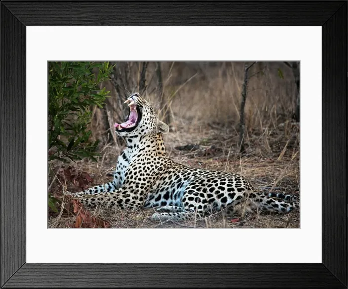 Framed Print : Leopard (Panthera pardus) yawning Framed Print : Leopard (Panthera pardus) yawning