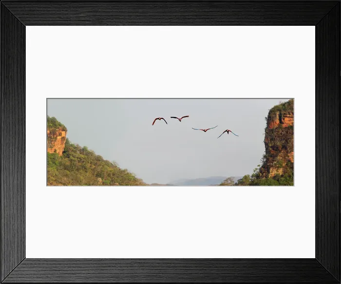 Framed Print : Two Pairs of Red-and-Green Macaws or Green-winged Macaws (Ara chloropterus) (Family Psittacidae) Framed Print : Two Pairs of Red-and-Green Macaws or Green-winged Macaws (Ara chloropterus) (Family Psittacidae)