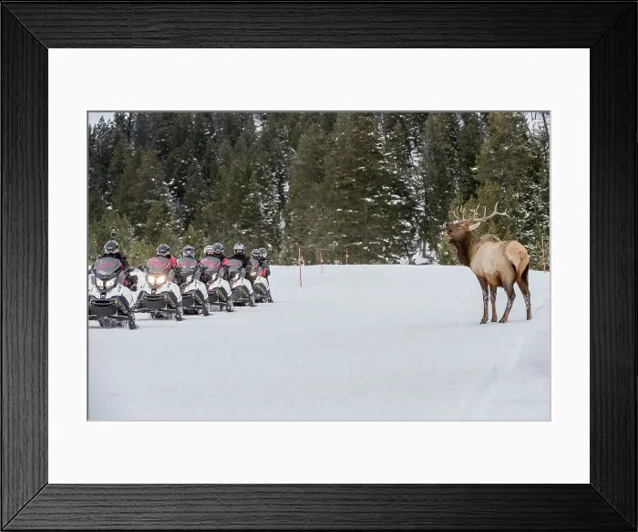 Framed Print : Bull North American Elk (Cervus canadensis)(formely Cervus elephus) watched by tourists on snow mobiles Framed Print : Bull North American Elk (Cervus canadensis)(formely Cervus elephus) watched by tourists on snow mobiles