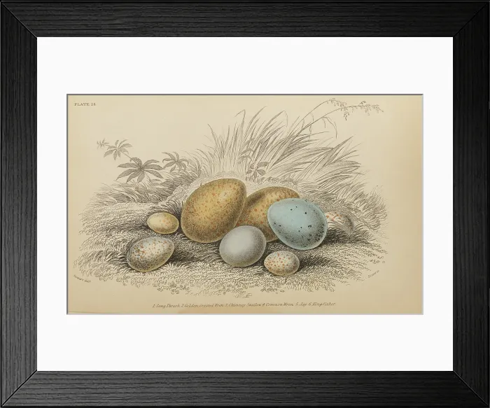Framed Print : Jardine's Naturalists Library. vol 2 Ornithology