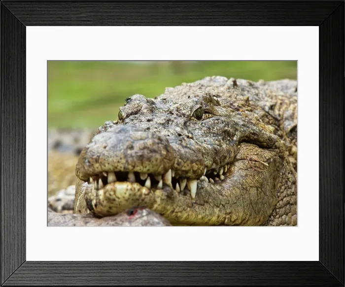Framed Print : Nile Crocodile (Crocodylus niloticus) Framed Print : Nile Crocodile (Crocodylus niloticus)
