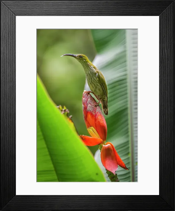 Framed Print : Bornean Spiderhunter (Arachnothera everetti) feeding at a wild banana flower Framed Print : Bornean Spiderhunter (Arachnothera everetti) feeding at a wild banana flower