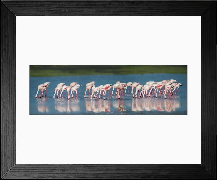 Framed Print : Greater Flamingos (Phoenicopterus roseus) feeding in shallow lake Framed Print : Greater Flamingos (Phoenicopterus roseus) feeding in shallow lake