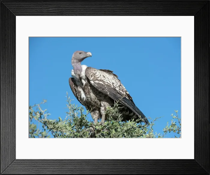 Framed Print : Rppells Griffon Vulture (Gyps rueppellii) perched on bush Framed Print : Rppells Griffon Vulture (Gyps rueppellii) perched on bush