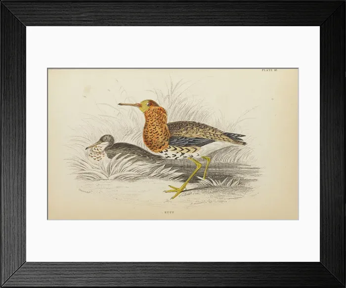 Framed Print : 1835 Antique Art Biology Bird Birds Classification Framed Print : 1835 Antique Art Biology Bird Birds Classification