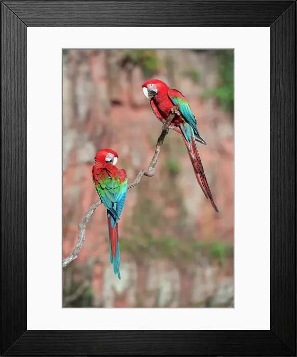 Framed Print : A pair of Red-and-Green Macaws or Green-winged Macaws (Ara chloropterus) (Family Psittacidae) preening / interacting Framed Print : A pair of Red-and-Green Macaws or Green-winged Macaws (Ara chloropterus) (Family Psittacidae) preening / interacting