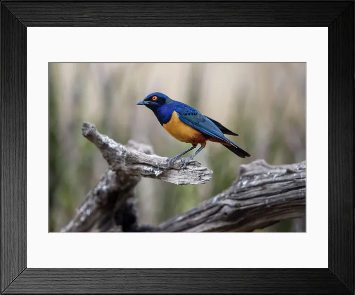 Framed Print : Hildebrandt's Starling (Lamprotornis hildebrandti) Framed Print : Hildebrandt's Starling (Lamprotornis hildebrandti)