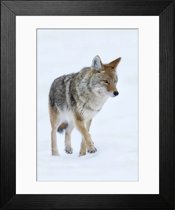 Framed Print : Adult Coyote (Canis latrans) walking in snow