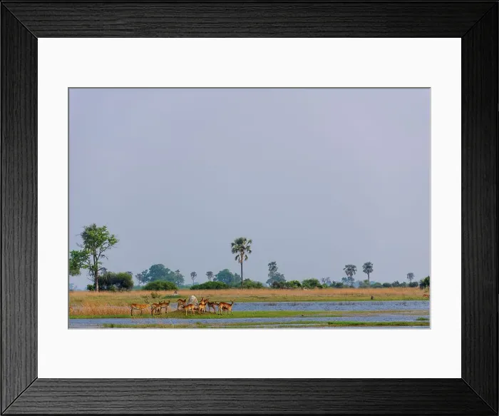 Framed Print : Red Lechwe or Zambezi Lechwe (Kobus leche) amongst Real Fan Palms or Northern iLala Palms (Hyphaene benguellensis) Framed Print : Red Lechwe or Zambezi Lechwe (Kobus leche) amongst Real Fan Palms or Northern iLala Palms (Hyphaene benguellensis)