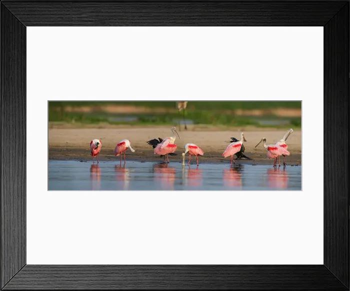 Framed Print : Roseate Spoonbills (Ajaia ajaja) (sometimes Platalea ajaja)