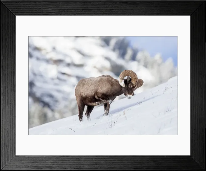 Framed Print : Male (ram) Rocky Mountain Bighorn Sheep (Ovis canadensis canadensis) searching for grazing beneath deep snow Framed Print : Male (ram) Rocky Mountain Bighorn Sheep (Ovis canadensis canadensis) searching for grazing beneath deep snow