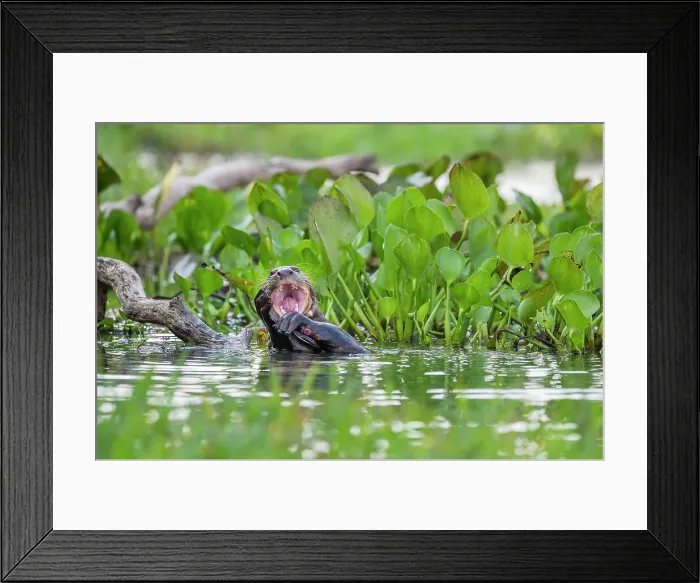 Framed Print : Giant Otter (Pteronura brasiliensis) in a lagoon off the Paraguay River