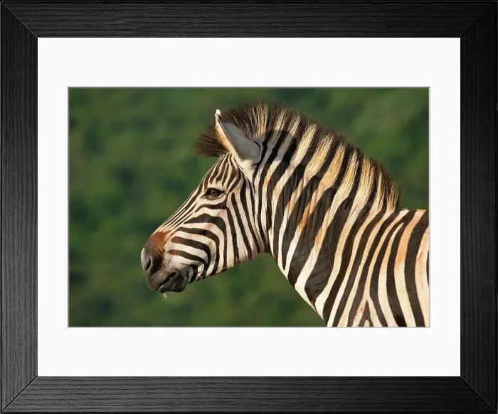 Framed Print : Burchell's Zebra (Equus burchelli) Framed Print : Burchell's Zebra (Equus burchelli)