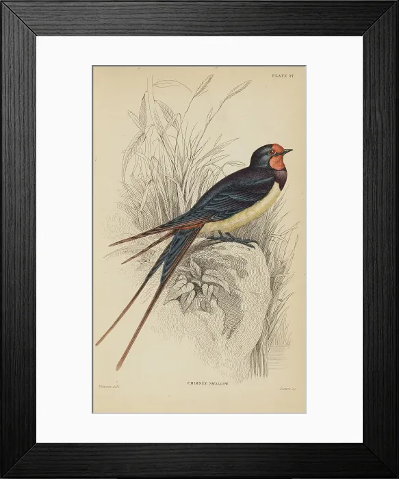 Framed Print : 1835 Antique Art Biology Bird Birds Classification