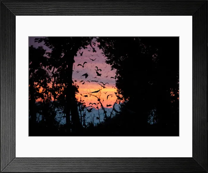 Framed Print : Straw-coloured Fruit Bats (Eidolon helvum) returning to their daytime roost at dawn Framed Print : Straw-coloured Fruit Bats (Eidolon helvum) returning to their daytime roost at dawn