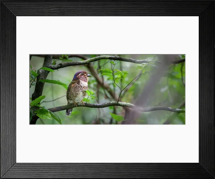 Framed Print : Short-legged Ground Roller (Brachypteracias leptosomus) perched in rain forest understorey Framed Print : Short-legged Ground Roller (Brachypteracias leptosomus) perched in rain forest understorey