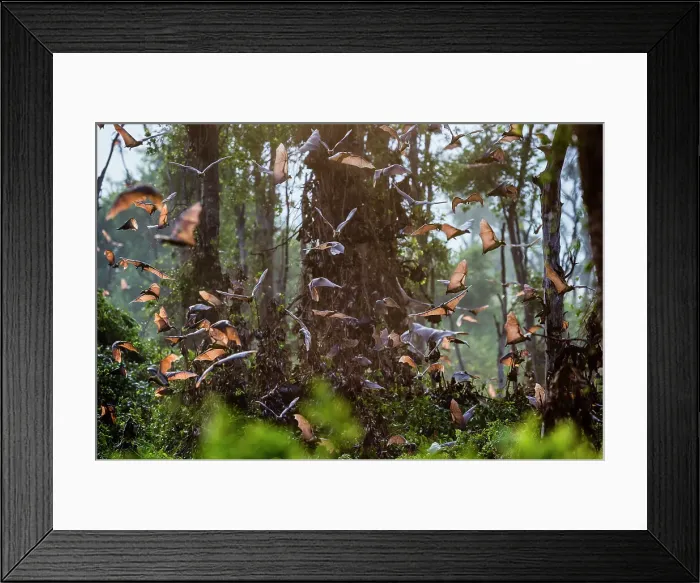 Framed Print : Straw-coloured Fruit Bats (Eidolon helvum) returning to their daytime roost at sunrise Framed Print : Straw-coloured Fruit Bats (Eidolon helvum) returning to their daytime roost at sunrise