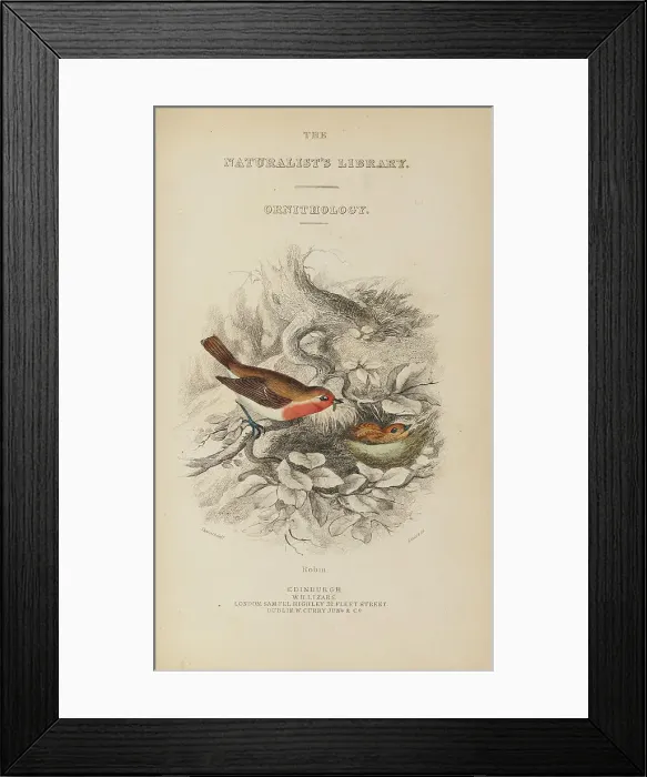 Framed Print : 1835 Antique Art Biology Bird Birds Classification Framed Print : 1835 Antique Art Biology Bird Birds Classification