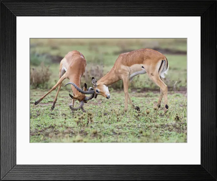 Framed Print : Male Impala (Aepyceros melampus) fighting / sparring Framed Print : Male Impala (Aepyceros melampus) fighting / sparring